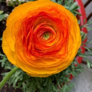 Meet your Posher, Dana